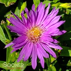 WOOD'S PURPLE ASTER