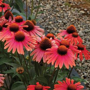 MAMA MIA CONEFLOWER