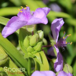 SUNSHINE CHARM SPIDERWORT