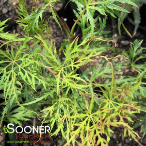 <em>Acer</em> SHU SHIDARE WEEPING JAPANESE MAPLE: 