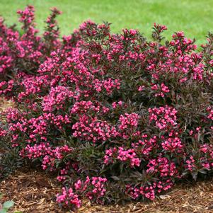 Weigela florida 'Bokraspiwi'