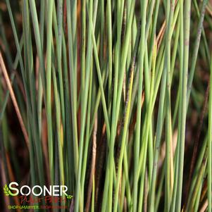 Juncus inflexus 'Blue Arrows'