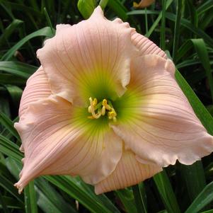 BARBARA MITCHELL DAYLILY