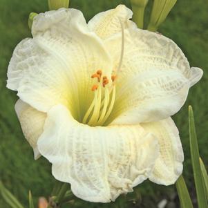 GENTLE SHEPHERD DAYLILY