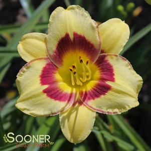 EL DESPERADO DAYLILY