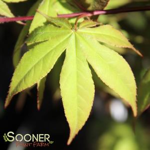 <em>Acer</em> OSAKAZUKI UPRIGHT JAPANESE MAPLE: 