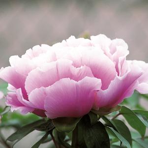 CHOJURAKU TREE PEONY