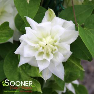 <em>Clematis</em> DUCHESS OF EDINBURGH CLEMATIS: 