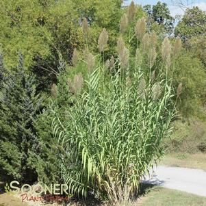 <em>Arundo</em> VARIEGATED GIANT REED: 