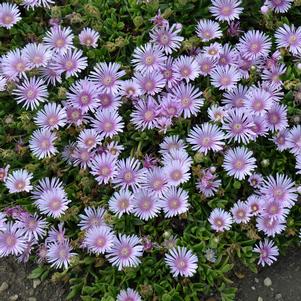 LAVENDER ICE PLANT