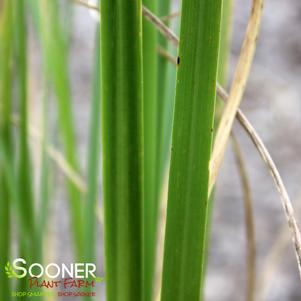 Cortaderia selloana ''