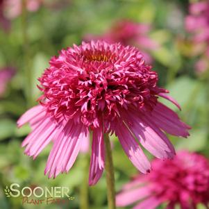 CRANBERRY CUPCAKE CONEFLOWER