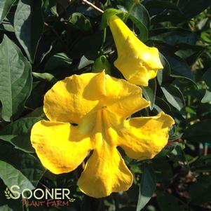 <em>Bignonia</em> YELLOW CROSSVINE: 