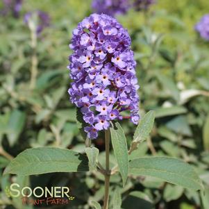 <em>Buddleia</em> ASIAN MOON STERILE BUTTERFLY BUSH: 