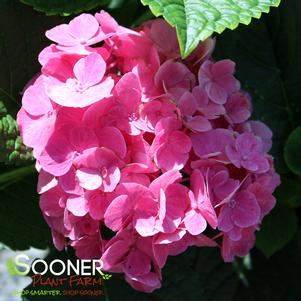 Hydrangea macrophylla 'Berner'