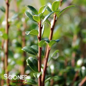 CHESAPEAKE JAPANESE HOLLY