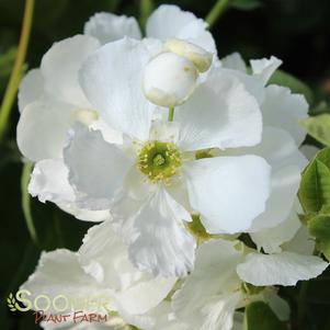 SNOW DAY® BLIZZARD PEARL BUSH