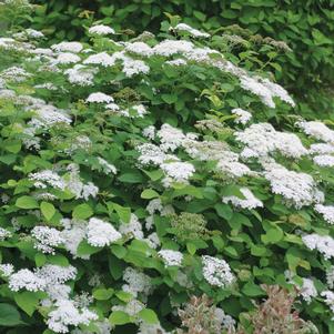 SNOW STORM™ SPIRAEA