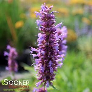 <em>Agastache</em> BLUE BOA HYSSOP: 