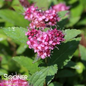 Spiraea japonica 'Galen'