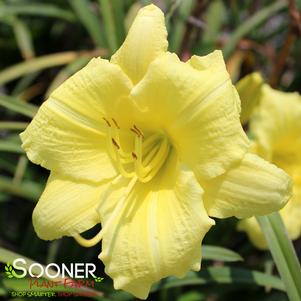 Hemerocallis x 'Going Bananas'