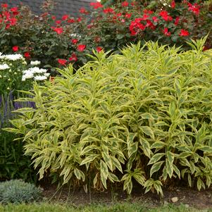 SHOCKWAVE GARDEN PHLOX