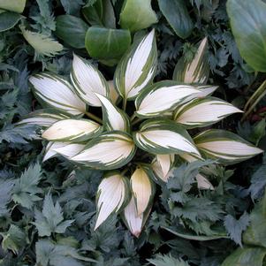 REMEMBER ME HOSTA