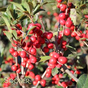 <em>Ilex</em> RED SPRITE WINTERBERRY HOLLY: 