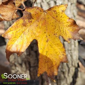 CADDO SUGAR MAPLE