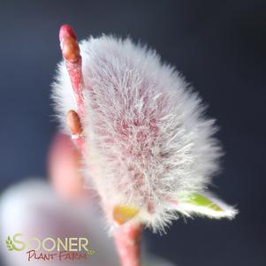 Salix chaenomeloides ''