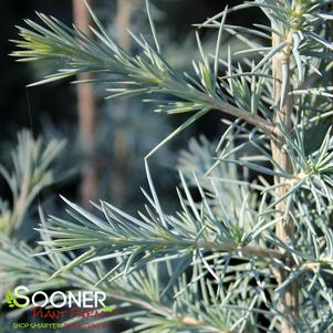 STERLING FROST™ DEODAR CEDAR