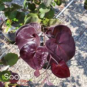 <em>Cercis</em> MERLOT REDBUD: 