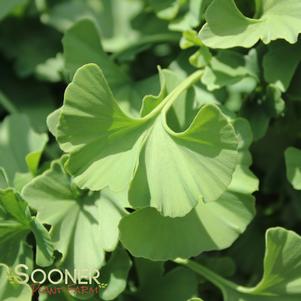 Ginkgo biloba 'Troll'