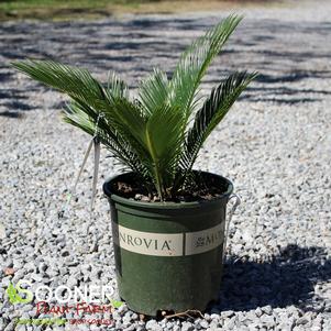 SAGO PALM