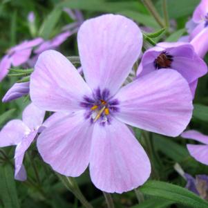 PAPARAZZI® PARIS PHLOX