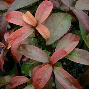 HANDSOME DEVIL® VIBURNUM