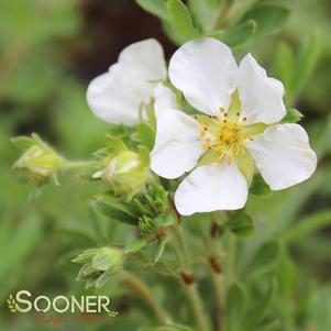 Potentilla fruticosa 'White Lady'