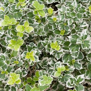 Euonymus fortunei 'Alban'