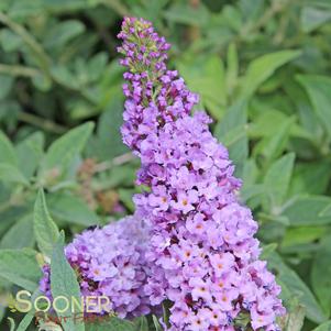 <em>Buddleia x</em> LO & BEHOLD® LILAC CHIP BUTTERFLY BUSH: 