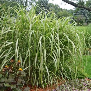 Miscanthus sinensis 'Cabaret'