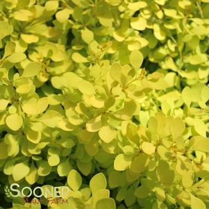 <em>Berberis</em> SUNJOY® CITRUS BARBERRY: 