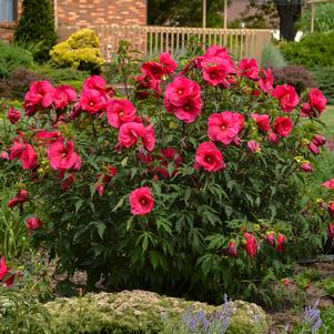 JAZZBERRY JAM HARDY HIBISCUS