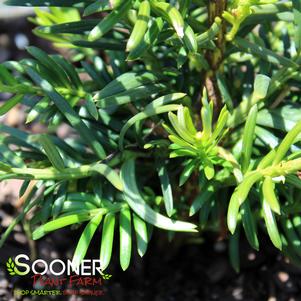 Cephalotaxus harringtonia 'Duke Gardens'