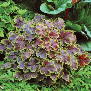 Heucherella x 'Solar Eclipse'