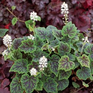 APPALACHIAN TRAIL FOAM FLOWER