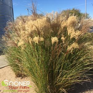 Miscanthus sinensis 'Gracillimus'