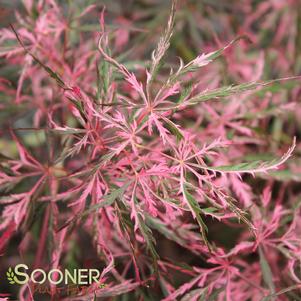 Acer palmatum dissectum 'Hana Matoi'