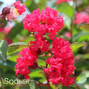 Lagerstroemia x 'GA 070'