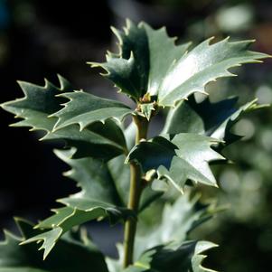 ACADIANA™ HOLLY