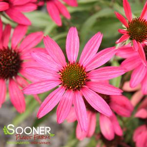 Echinacea x 'Glowing Dream'